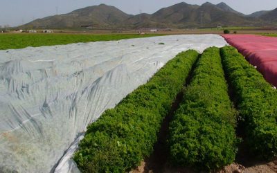 Beneficios del uso de la manta térmica