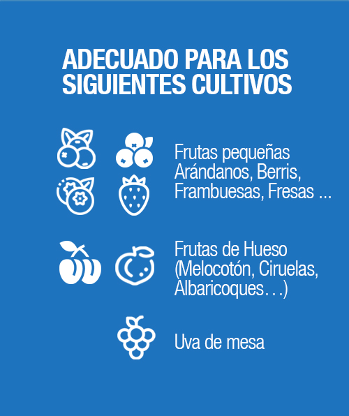 uvas11 uvas11