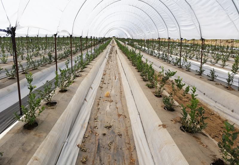 Protejamos el cultivo de las malas hierbas 1 cylcover cubresuelo 1 1