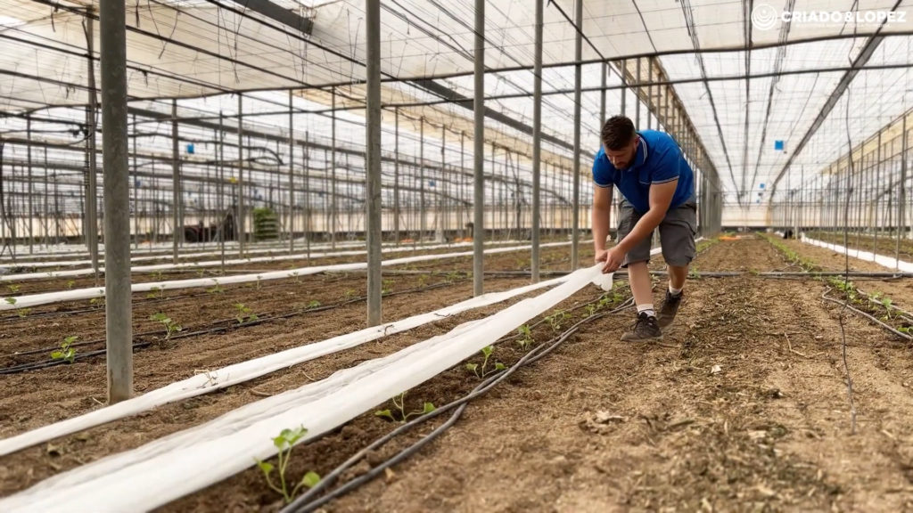 Manta Térmica en cultivo de Melón