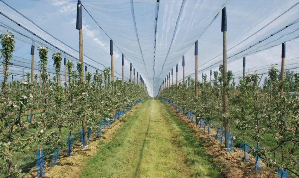 CULTIVO BAJO MALLA: SUS VENTAJAS Y SU POTENCIAL USO EN COMBINACIÓN CON SÍRFIDOS POLINIZADORES 1 f1
